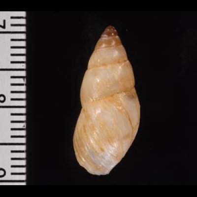 ガダルーペトウガタマイマイ Bulimulus guadalupensisfig.2