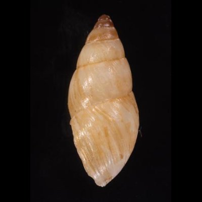 ガダルーペトウガタマイマイ Bulimulus guadalupensisfig.3