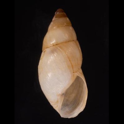 ガダルーペトウガタマイマイ Bulimulus guadalupensisfig.1