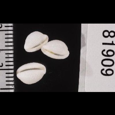 画像2: ターナーシラタマ (仮称)