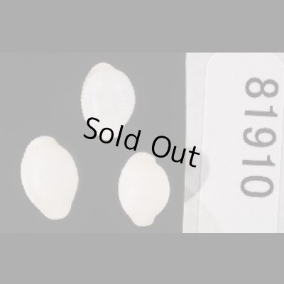 画像1: ターナーシラタマ (仮称)