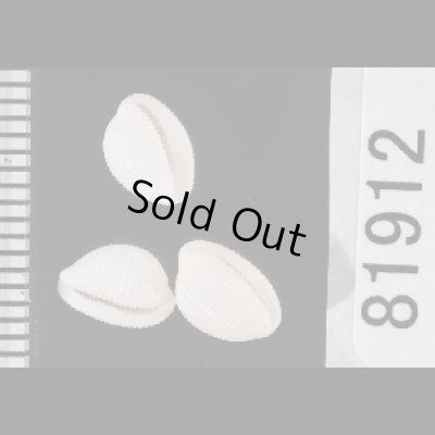 画像2: ターナーシラタマ (仮称)