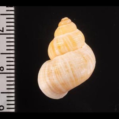 マウレタニアタマキビの仲間 Tudorella mauretanica pachyafig.2