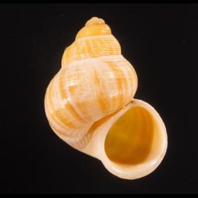 マウレタニアタマキビの仲間 Tudorella mauretanica pachyafig.1