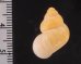 マウレタニアタマキビの仲間 Tudorella mauretanica pachyafig.2