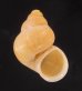 マウレタニアタマキビの仲間 Tudorella mauretanica pachyafig.1