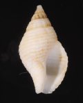 Pollia subcostata トランスカイホラダマシ