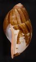 ロペスオオアカマイマイ (仮称) Megalobulimus lopesifig.3