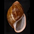 ロペスオオアカマイマイ (仮称)
