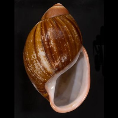 ロペスオオアカマイマイ (仮称) Megalobulimus lopesifig.1