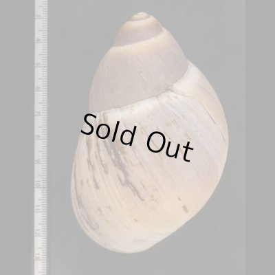 画像2: プロキシマスオオアカマイマイ (仮称)