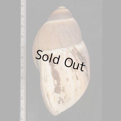 画像3: プロキシマスオオアカマイマイ (仮称)