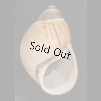 画像1: プロキシマスオオアカマイマイ (仮称)