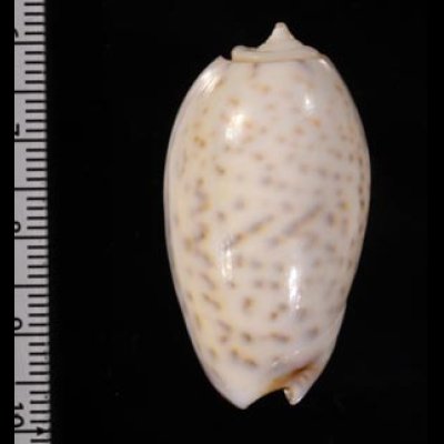 フクレマクラ Oliva tigrinafig.2