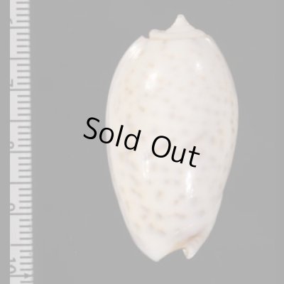 フクレマクラ Oliva tigrinafig.2