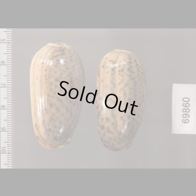 フクレマクラ Oliva tigrinafig.2