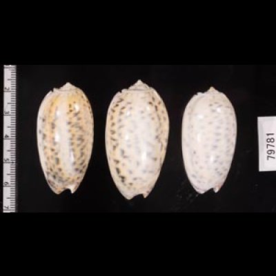 フクレマクラ Oliva tigrinafig.2