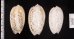 フクレマクラ Oliva tigrinafig.2