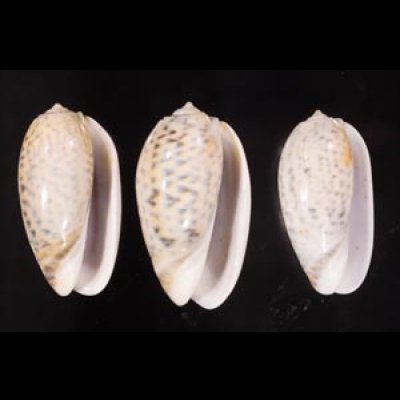 フクレマクラ Oliva tigrinafig.1