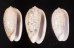 フクレマクラ Oliva tigrinafig.1