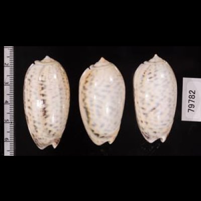 フクレマクラ Oliva tigrinafig.2