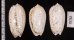 フクレマクラ Oliva tigrinafig.2