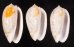 フクレマクラ Oliva tigrinafig.1