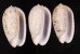 フクレマクラ Oliva tigrinafig.1