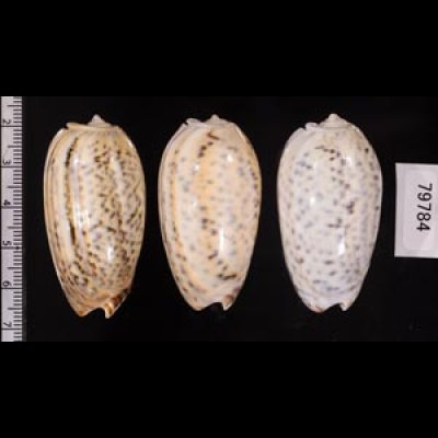 フクレマクラ Oliva tigrinafig.2