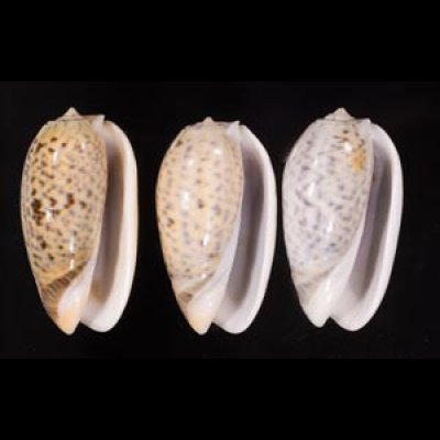 フクレマクラ Oliva tigrinafig.1