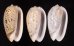 フクレマクラ Oliva tigrinafig.1