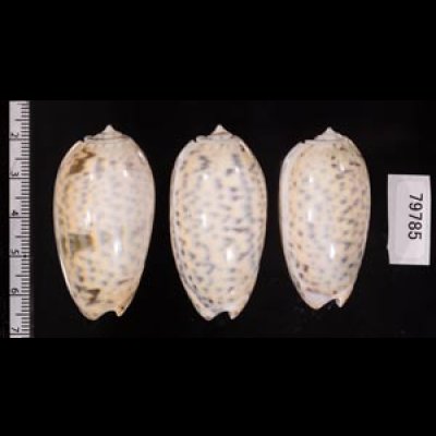フクレマクラ Oliva tigrinafig.2