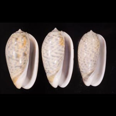 フクレマクラ Oliva tigrinafig.1