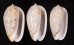 フクレマクラ Oliva tigrinafig.1