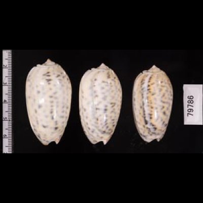 フクレマクラ Oliva tigrinafig.2
