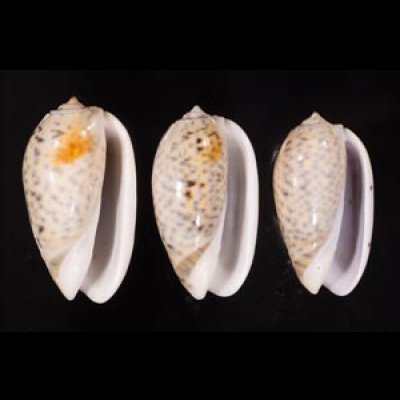 フクレマクラ Oliva tigrinafig.1