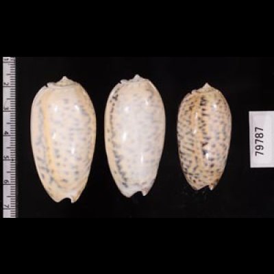 フクレマクラ Oliva tigrinafig.2