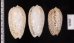 フクレマクラ Oliva tigrinafig.2