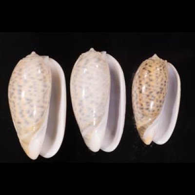 フクレマクラ Oliva tigrinafig.1