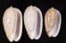 フクレマクラ Oliva tigrinafig.1