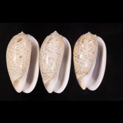フクレマクラ Oliva tigrinafig.1