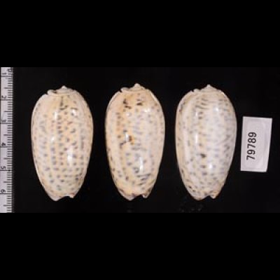 フクレマクラ Oliva tigrinafig.2