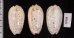 フクレマクラ Oliva tigrinafig.2