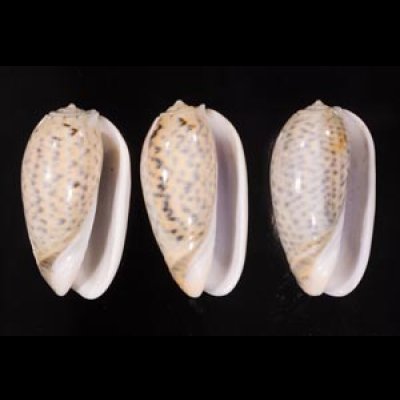 フクレマクラ Oliva tigrinafig.1