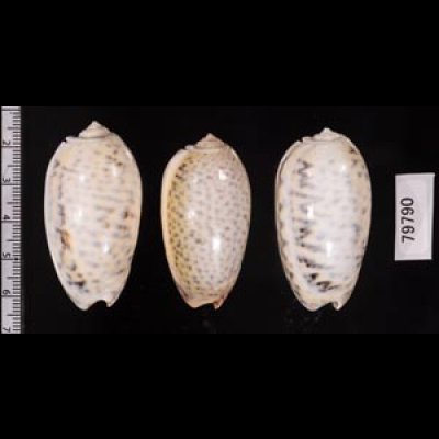 フクレマクラ Oliva tigrinafig.2
