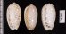 フクレマクラ Oliva tigrinafig.2
