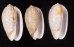 フクレマクラ Oliva tigrinafig.1