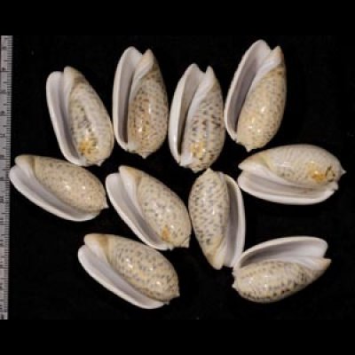 画像1: フクレマクラ  SALE!