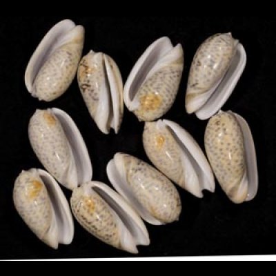 画像1: フクレマクラ  SALE!