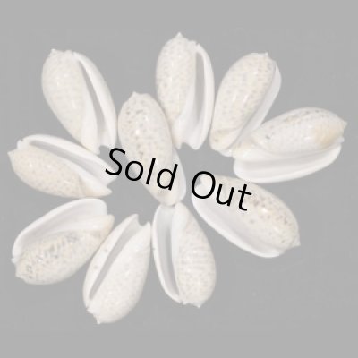 画像1: フクレマクラ  SALE!